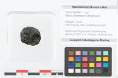 Foto (Objekt + Etikett) von Sequoia bowerbankii Ettingshausen (NHMW-GEO-2024-0188-8957)